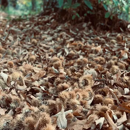 컨트리하우스 La Casa Rebonita