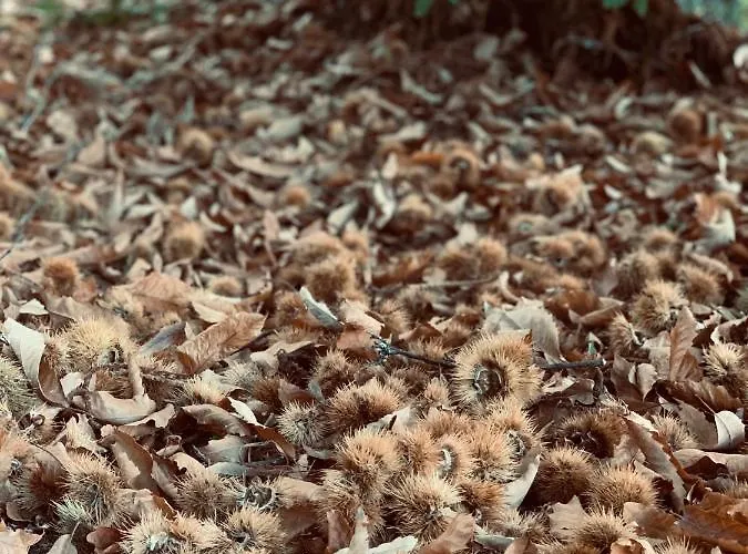 Landsted La Casa Rebonita